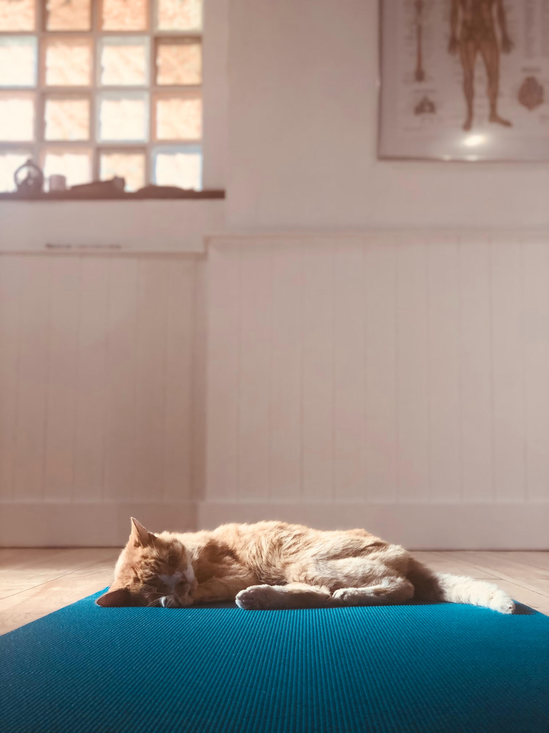 A light orange cat sleeping on a yoga mat in a warmly lit yoga studio - a moment of rest and restoration.